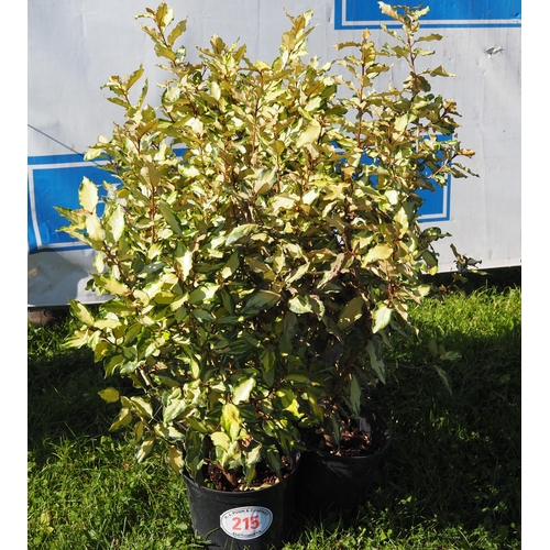 215 - Elaeagnus - 4