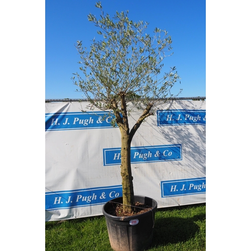 219 - Standard olive tree 10ft