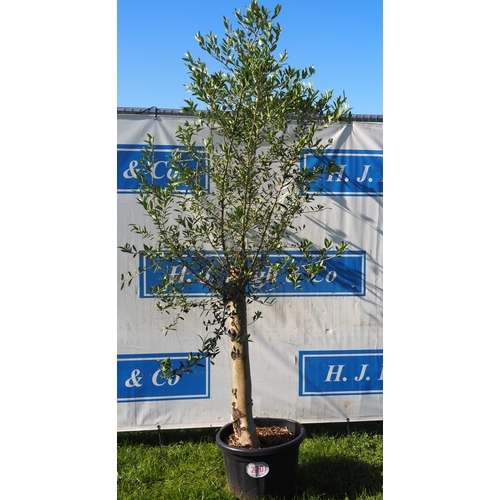 220 - Standard olive tree 7ft