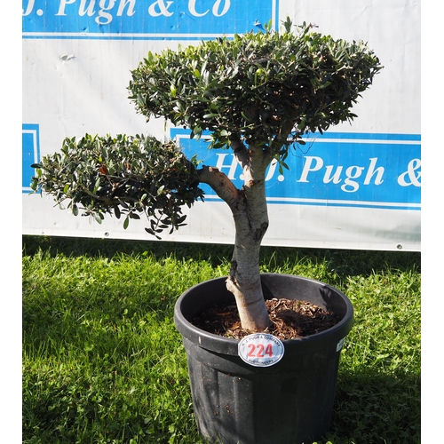 224 - Standard olive tree 3ft