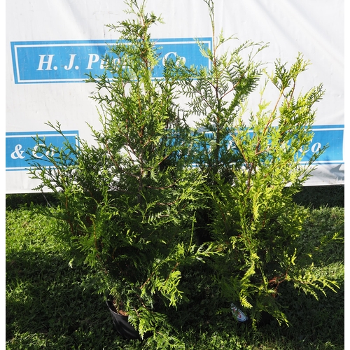 225 - Thuja - 4