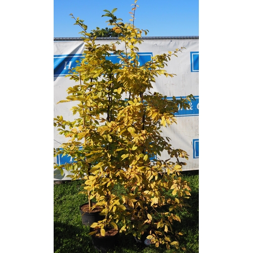 226 - Carpinus Betula - 4