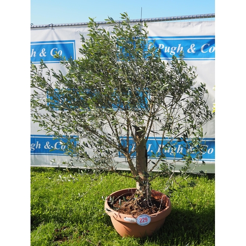 229 - Standard olive tree 5ft