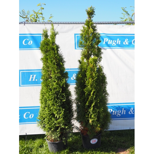 235 - Thuja - 2