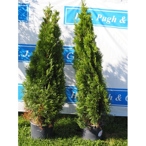 236 - Thuja - 2