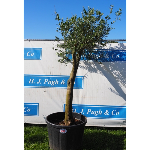 237 - Standard olive tree 8ft