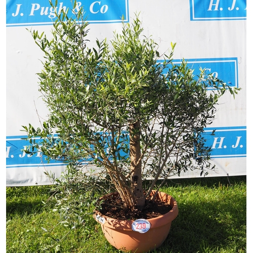 239 - Standard olive tree 4ft