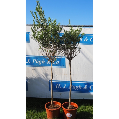 240 - Olive trees 6ft - 2