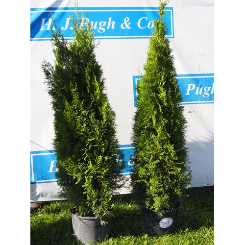 241 - Thuja - 2