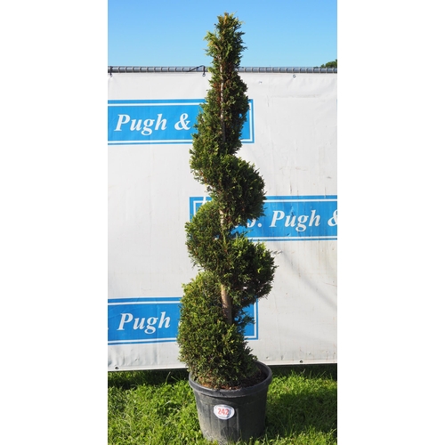 242 - Twisted Leylandii 7ft