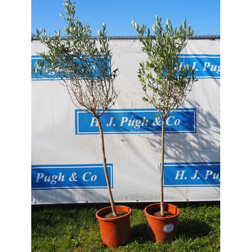 243 - Olive trees 6ft - 2