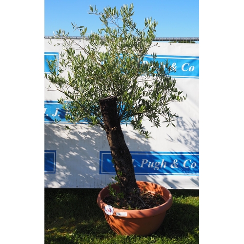 244 - Specimen olive tree 5ft