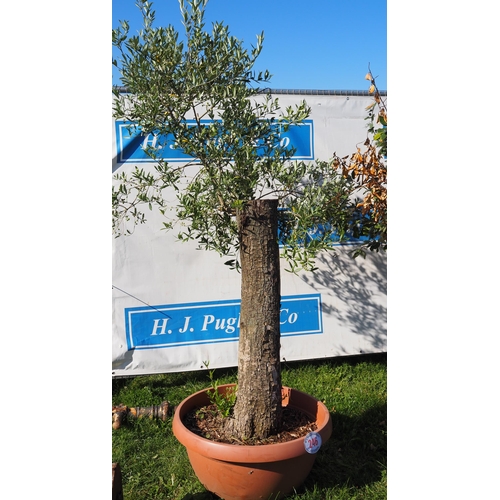 246 - Specimen olive tree 6ft