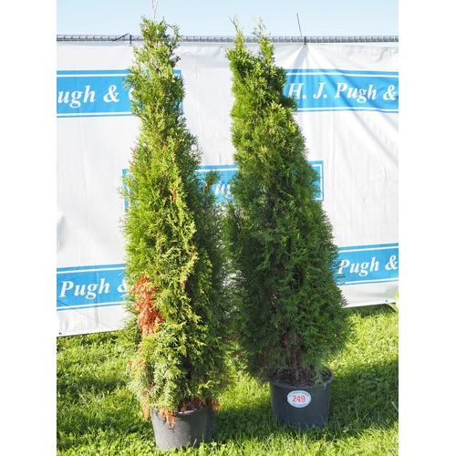 249 - Thuja - 2