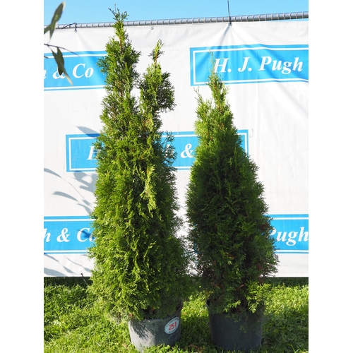 251 - Thuja - 2