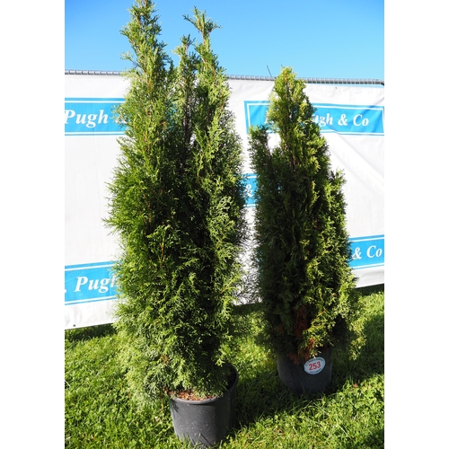 253 - Thuja - 2