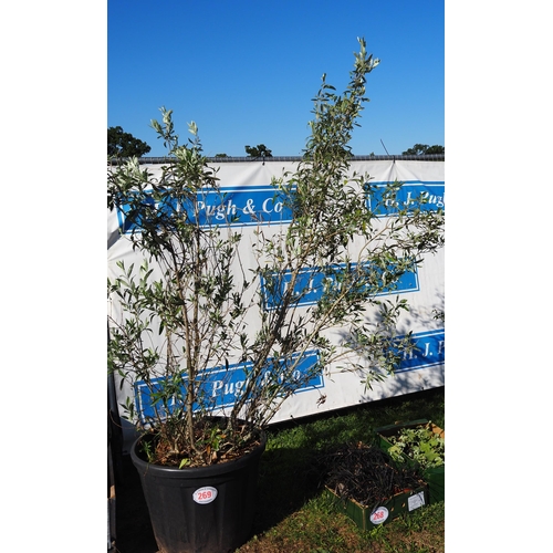 269 - Olive bush 6ft