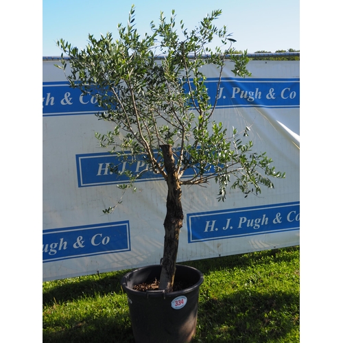 334 - Standard olive tree 8ft