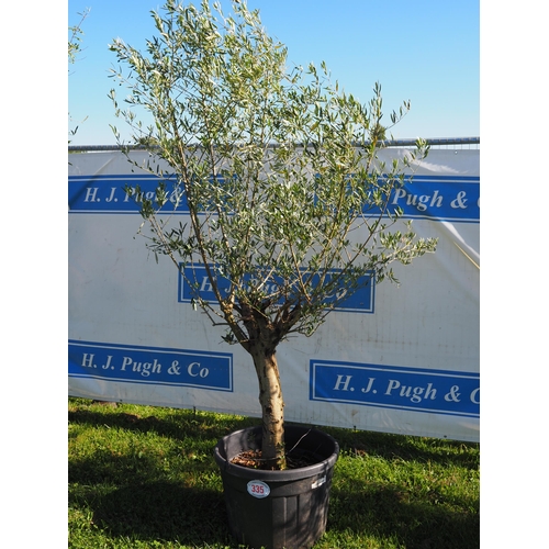 335 - Standard olive tree 10ft