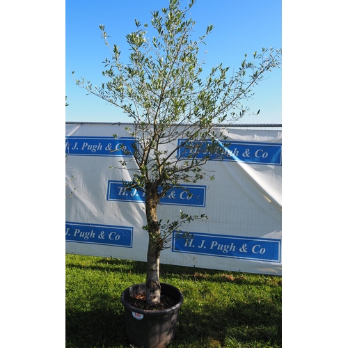 336 - Standard olive tree 10ft