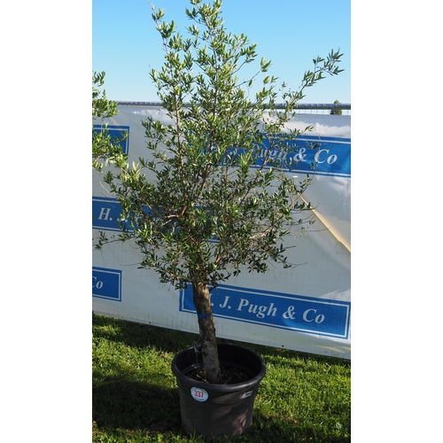 337 - Standard olive tree 8ft