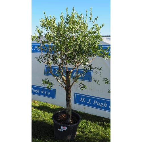 338 - Standard olive tree 8ft