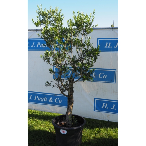 339 - Standard olive tree 7ft