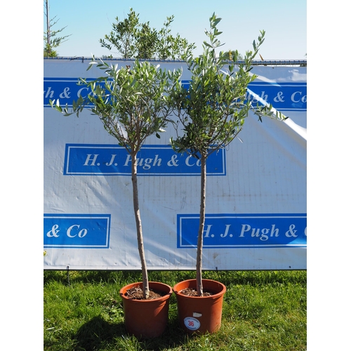36 - Olive trees 6ft - 2