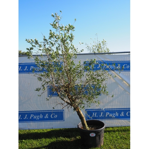 387 - Standard olive tree 8ft