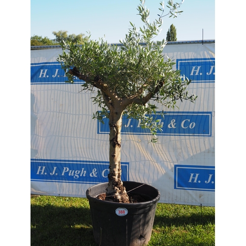 388 - Standard olive tree 7ft