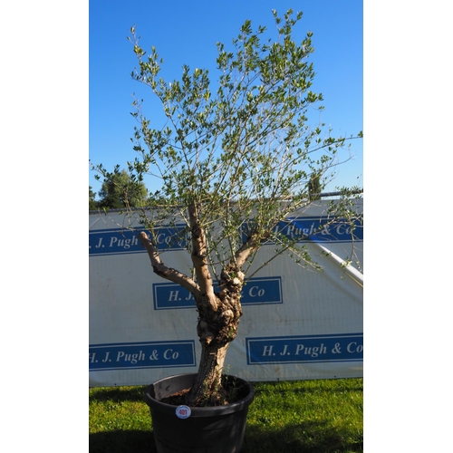 401 - Specimen olive tree 12ft