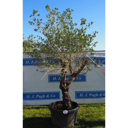 402 - Specimen olive tree 12ft