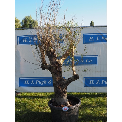 403 - Specimen olive tree 12ft