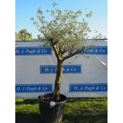 404 - Specimen olive tree 10ft