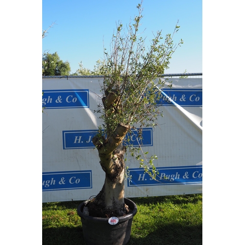405 - Specimen olive tree 10ft