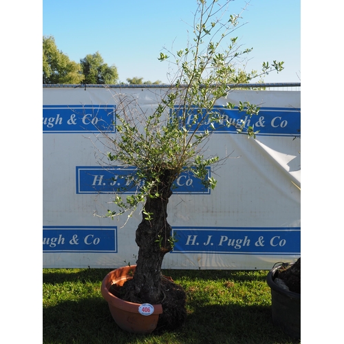 406 - Specimen olive tree 7ft