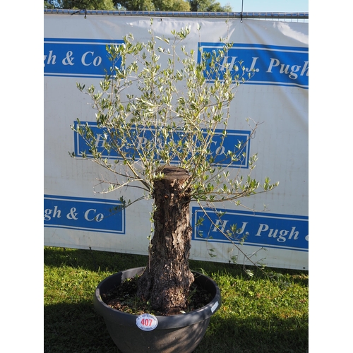 407 - Specimen olive tree 5ft