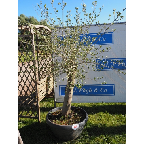 408 - Specimen olive tree 6ft