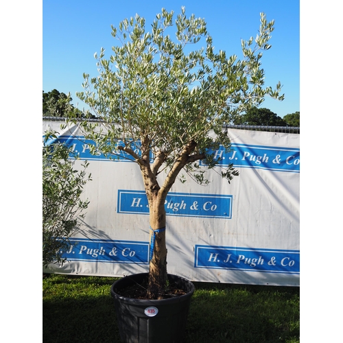 435 - Standard olive tree 10ft