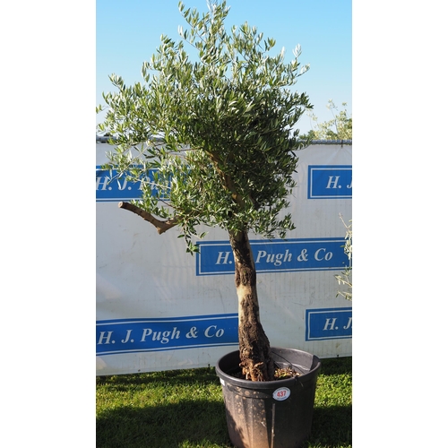 437 - Standard olive tree 10ft