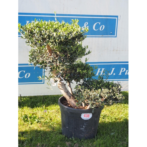 438 - Standard olive tree 3ft