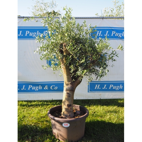 439 - Standard olive tree 6ft