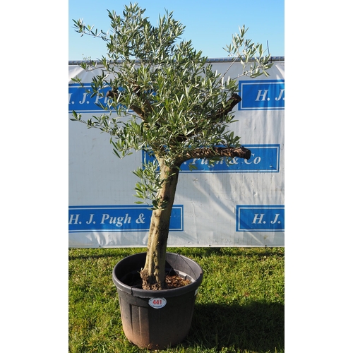 441 - Standard olive tree 6ft
