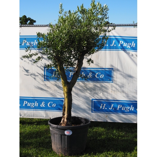 451 - Standard olive tree 8ft