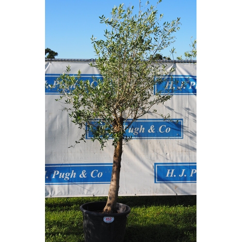452 - Standard olive tree 8ft