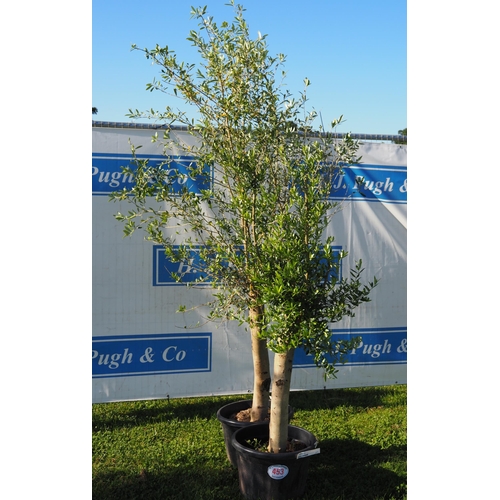 453 - Standard olive trees - 2