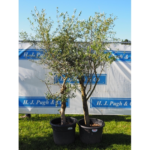 454 - Standard olive trees 8ft- 2