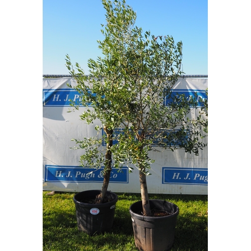 456 - Standard olive trees 8ft - 2