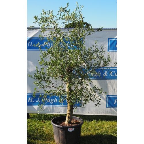 457 - Standard olive tree 7ft