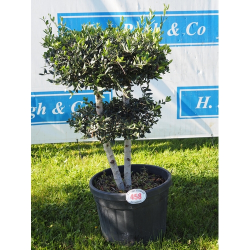 458 - Standard olive tree 3ft